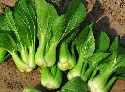 配送新鮮蔬菜:上海青